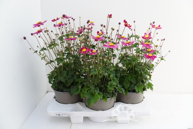 ANEMONE HYB. SUMMER BREEZE VIBRANT PINK