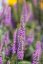 VERONICA LONGIFOLIA FIRST MATCH