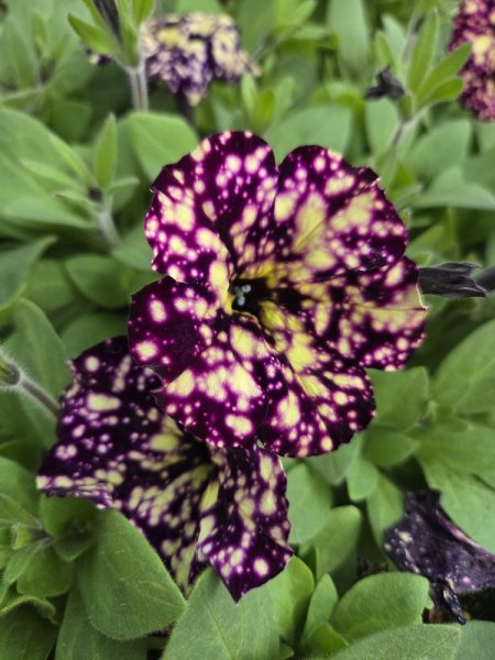 PETUNIA HAPPYTOONIA STARRY NIGHT