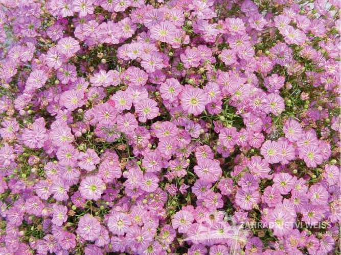 GYPSOPHILA MURALIS TEENY DEEP ROSE