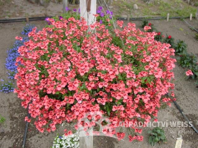 DIASCIA ČERVENÁ - ELFJES RED
