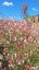 GAURA LIND. ROSY JANE