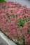 SEDUM HYBRIDUM HERBSTFREUDE