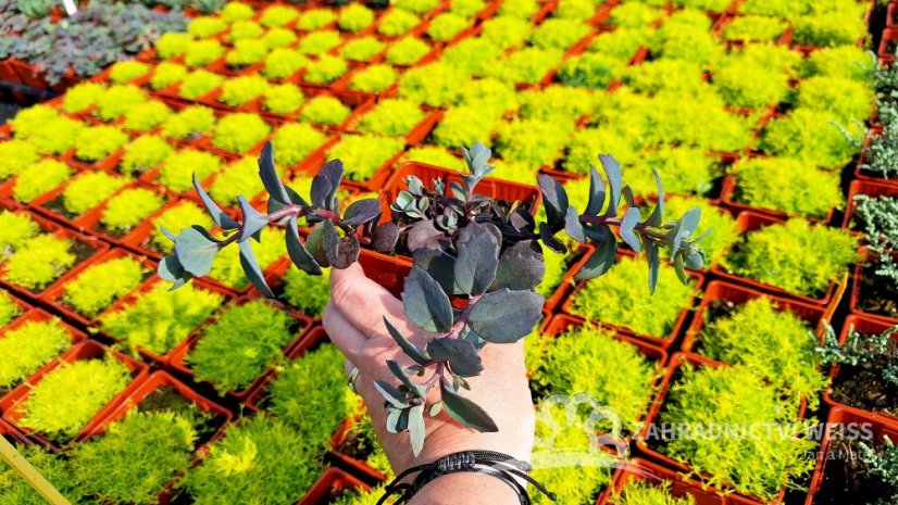 SEDUM HYBR. BERTRAM ANDEROSON