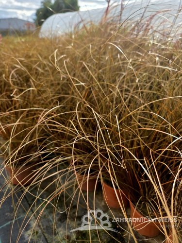 CAREX PETRIEI MILK CHOCOLATE