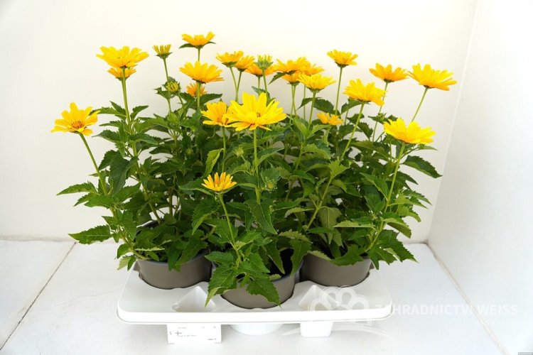 SLUNEČNICE- HELIOPSIS HELIANHOIDES ORIOLE SINGLE YELLOW