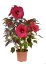 HIBISCUS SUMMERIFIC HOLY GRAIL ®