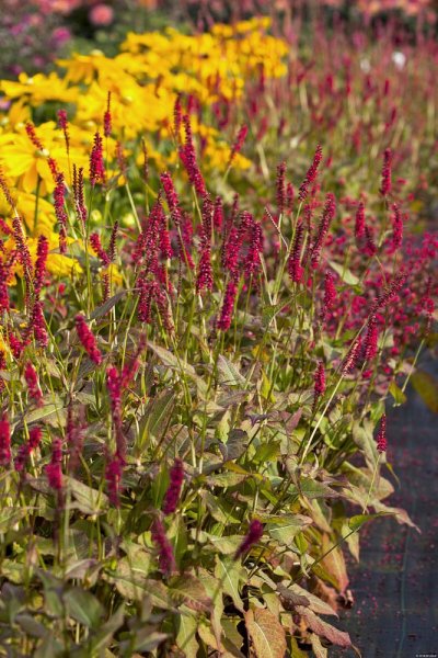 PERSICARIA AMPLEXICAULIS DARK RED - RDESNO