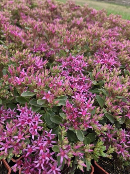 SEDUM SPURIUM SCHORBUSER BLUT