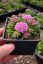 HLAVÁČ JAPONSKÝ - SCABIOSA JAPONICA RITZ ROSE