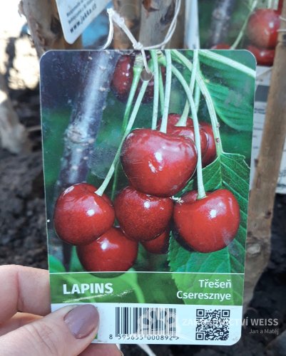 TŘEŠEŇ - LAPINS