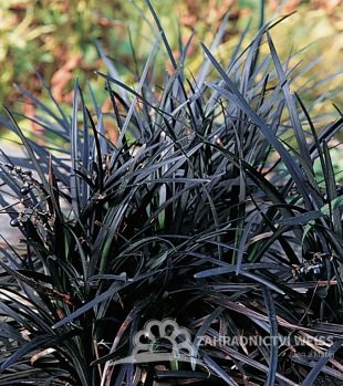 SEDOULEK PLOCHOSTVOLÝ - OPHIOPOGON PLANISCAPUS NIGRESCENS