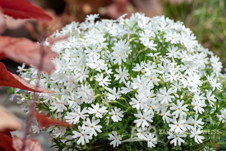 FLOX SKALKOVÝ - PHLOX SUBULATA SNOWFLAKE