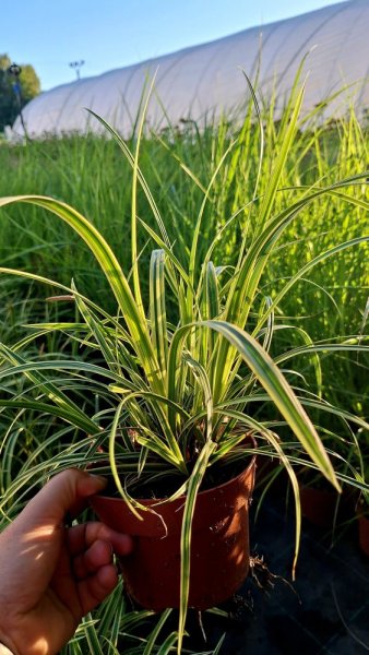 CAREX MORROWII (OSTŘICE JAPONSKÁ) VANILLA ICE