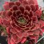 NETŘESK – SEMPERVIVUM BIG SAM RUBY STAR