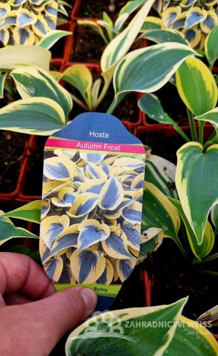 HOSTA MEDIUM AUTUMN FROST