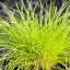 FESTUCA GLAUCA – GOLDEN TOUPEE