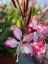 GAURA LIND. ROSY JANE
