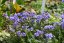 JIRNICE - POLEMONIUM HEAVEN SCENT
