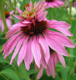 ECHINACEA PURPUREA - "DOUBLE DECKER"