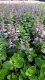 ŠANTA KOČIČÍ - NEPETA FAASSENII CAT´S PAJAMAS BLUE