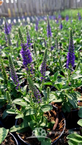 ROZRAZIL KLASNATÝ - VERONICA SPICATA ANNIVERSARY BLUE