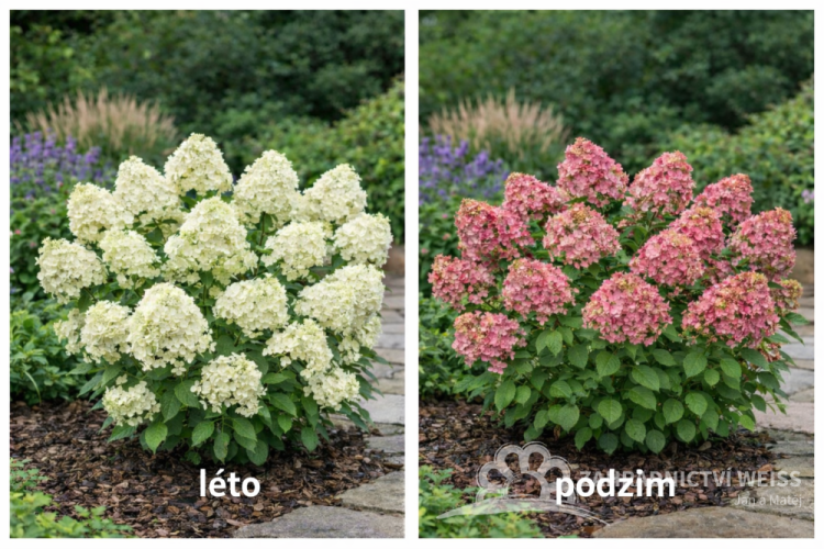 HORTENZIE LATNATÁ - HYDRANGEA PANICULATA  PETITE STAR