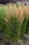 CALAMAGROSTIS x ACUTIFLORA KARL FOESTER
