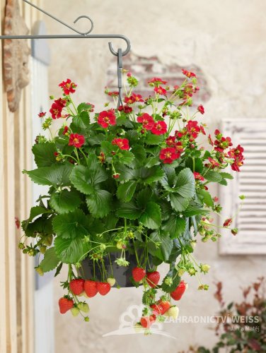 JAHODA PŘEVISLÁ - FRAGARIA FRAGOO RUBY ANN