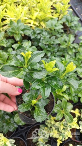 PACHYSANDRA TERMINALIS GREEN SHEEN