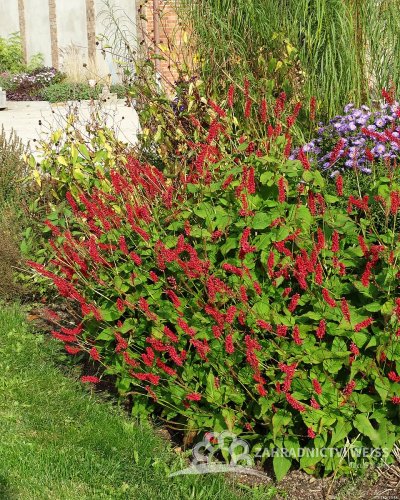 RDESNO – PERSICARIA AMPLEXICAULIS JS CALIENTE