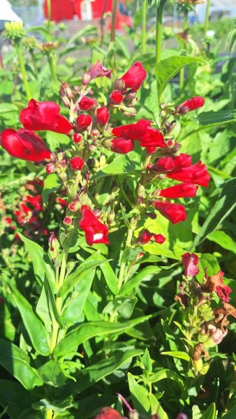 PENSTEMON HARTWEGII POLARIS RED