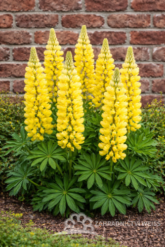 LUPINA - LUPINUS POLYPHYLLUS - LUPINI YELLOW
