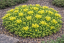 SEDUM ACRE YELLOW