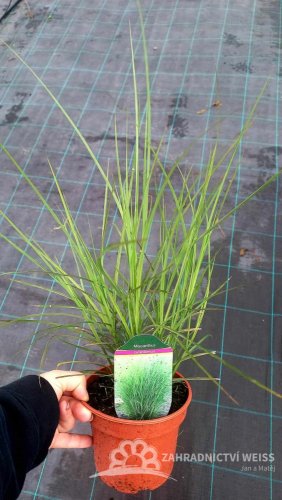 OZDOBNICE ČÍNSKÁ - MISCANTHUS SINENSIS GRACILLIMUS