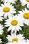 KOPRETINA LEUCANTHEMUM x SUPERBUM SNOW CAP