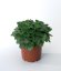 HEUCHERA CORAL FOREST