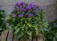 CAMPANULA GLOMERATA GENTI BLUE