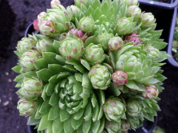 NETŘESK ZELENÝ - SEMPERVIVUM