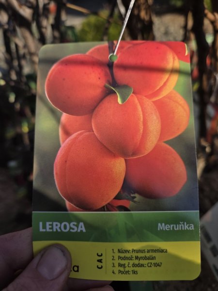 MERUŇKA LEROSA