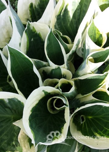 HOSTA HYB. MINUTEMAN