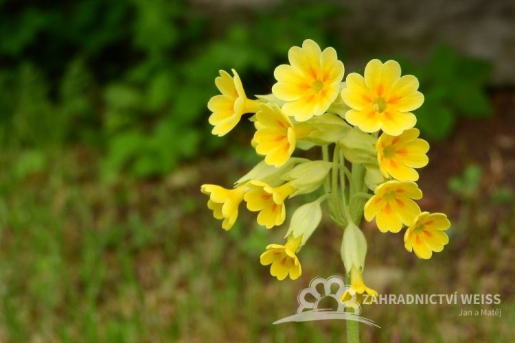 PRVOSENKA JARNÍ - "CABRILLO YELLOW"