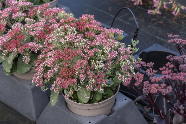 ROZCHODNÍK - SEDUM HYBR. ABBY DORE