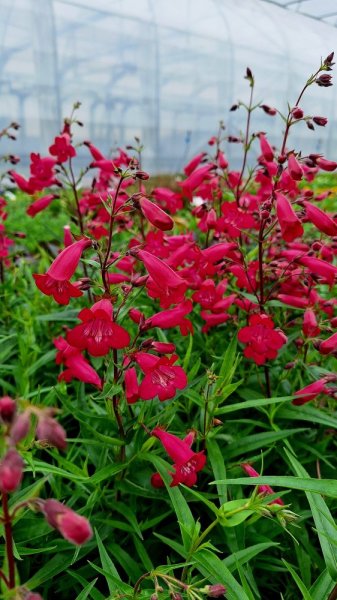 PENSTEMON ANDENKEN AN FREDERIK HAHN´(GARNET)