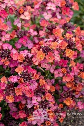 TRÝZEL - ERYSIMUM HYBRIDUM CONSTANT CHEER