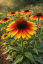 ECHINACEA PURPUREA SOMBRERO SPECIAL YELLOW RED