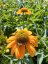 ECHINACEA PURP. HONEY SKIPPER