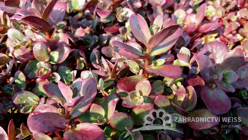 SEDUM SUNSPARKLER FIRECRACKER