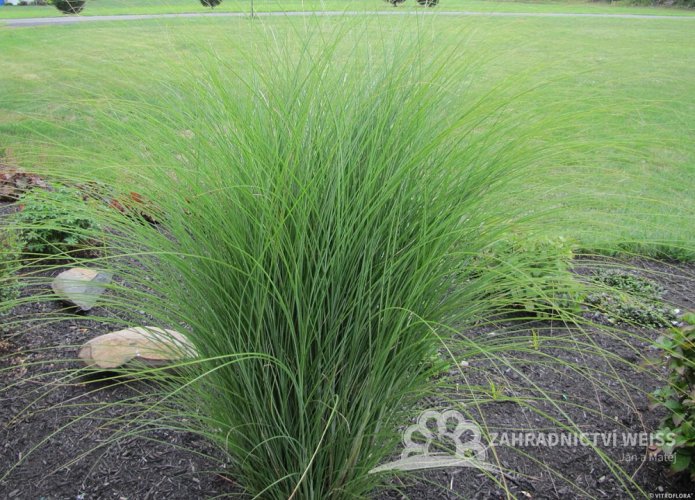 OZDOBNICE ČÍNSKÁ - MISCANTHUS SINENSIS GRACILLIMUS