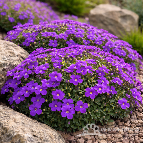 TAŘIČKA - AUBRIETA AXCENT DEEP PURPLE